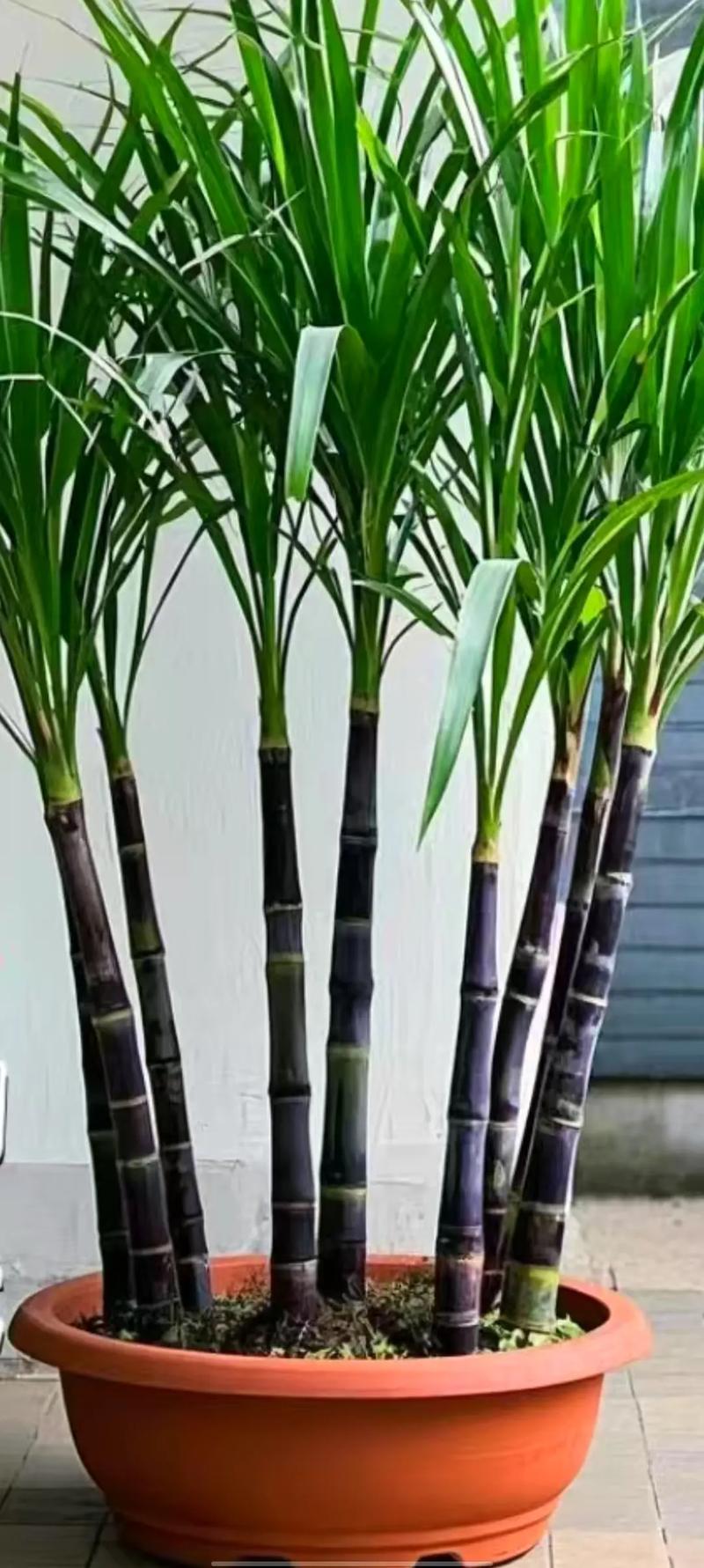 甘蔗种植对家居风水有何具体影响？