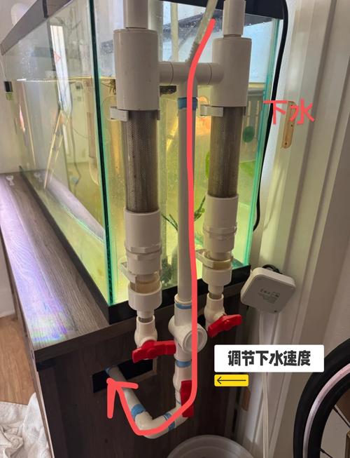 在卫生间马桶里养鱼会对家居风水产生怎样的影响呢？