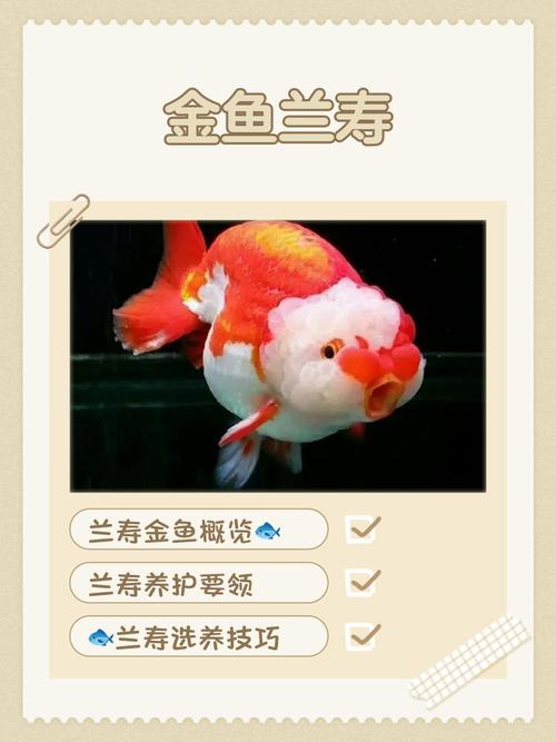 海底金命适宜养什么鱼？兰寿金鱼的养殖方法及注意事项有哪些？