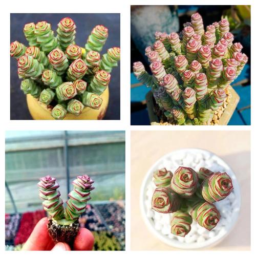 种钱串对家居风水有促进作用吗？