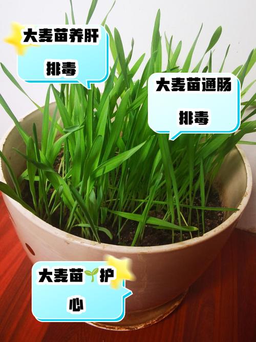 阳台种植麦子对风水有影响吗？