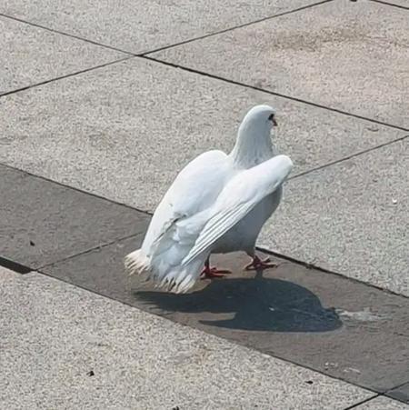 家里阳台适合养鸽子吗？从风水角度考虑有哪些讲究？