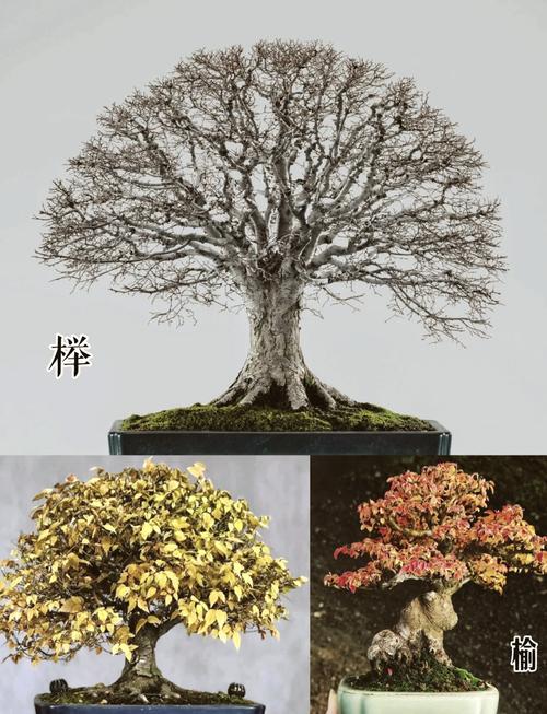 山毛榉原木作为风水摆件，是否适合家居风水布局呢？