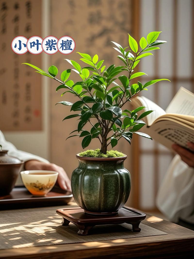 紫檀树风水好，对家居吉利的说法可信吗？