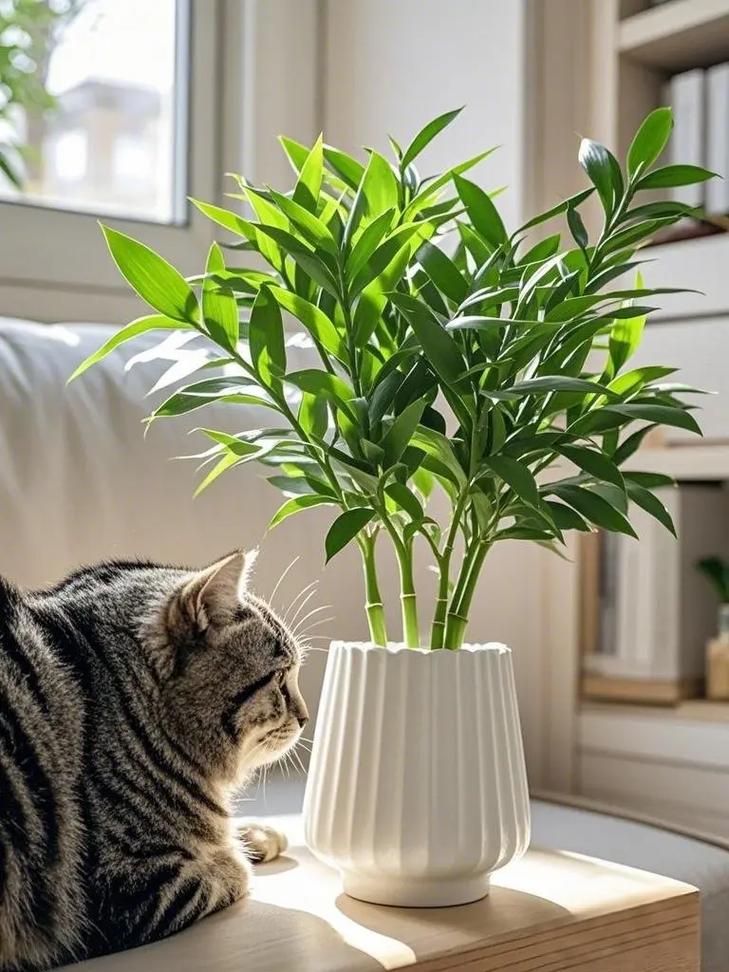 盆栽竹柏摆放时有哪些风水讲究需要注意呢？