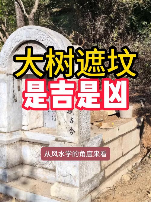 坟地种植椿树对风水有影响吗？