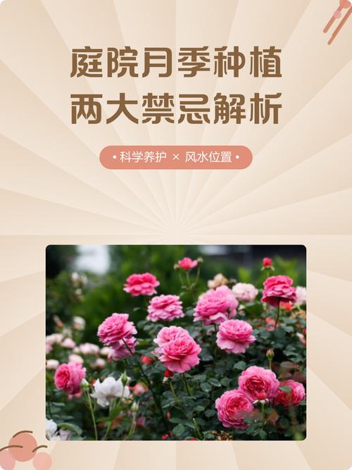 门口种植月季花会对家宅风水产生哪些影响？