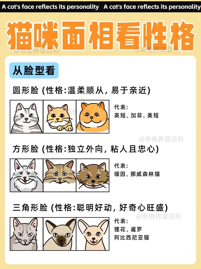 如何根据猫命理判断命格，找到与自己命格相配的人？