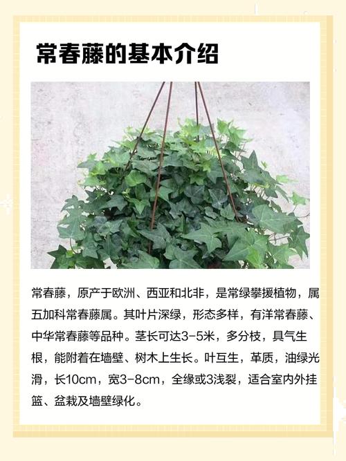 家里摆放藤蔓植物会影响风水吗？