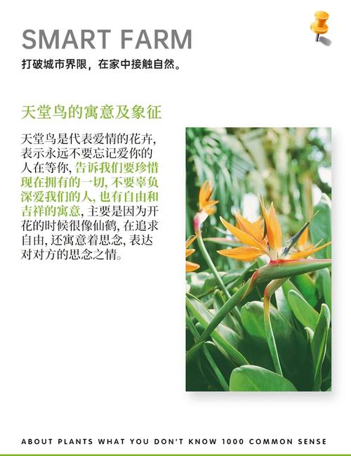 植物在风水中的象征意义具体代表什么？