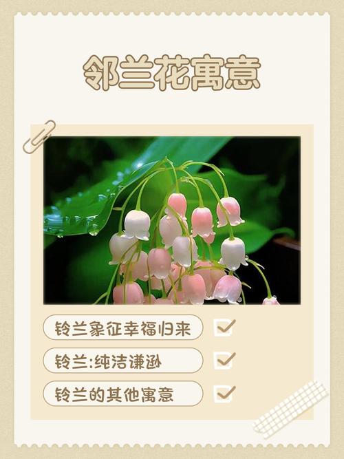 家养铃兰对家居风水有怎样的影响或作用？