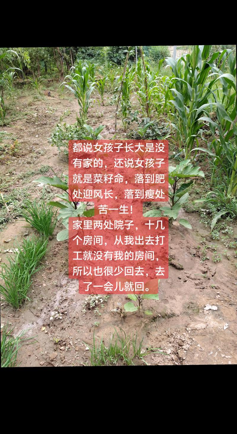 姑娘是菜籽命儿子是什么命，小时候命苦长大后命运会否依旧？