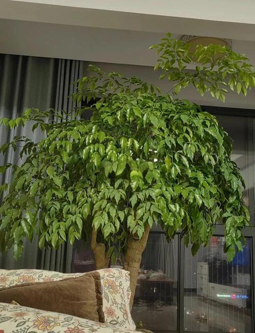 榕树摆放在屋内风水如何，适宜进屋吗？