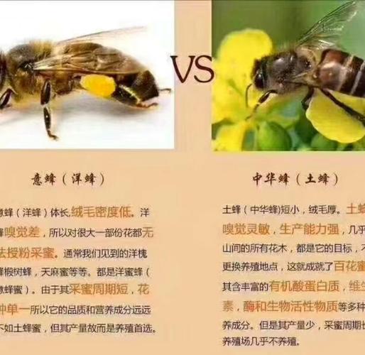 养蜂选址时周围环境的风水对蜜蜂是否有毒有害，该如何判断？