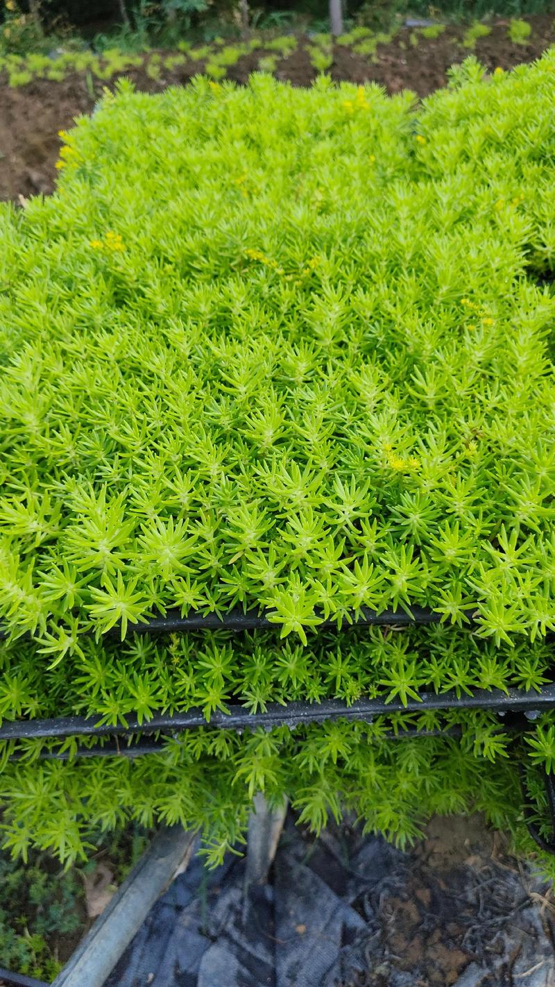 佛甲草种在门口风水怎么样？适合门口种植吗？