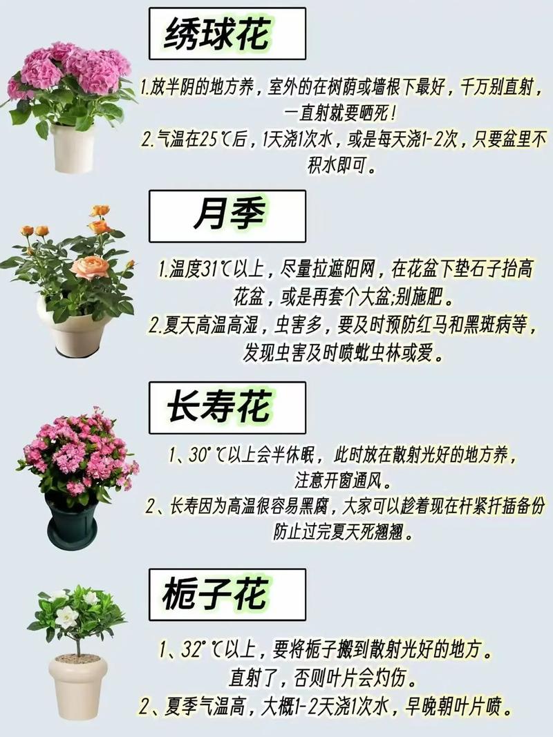 哪些花草品种适合木命人养护？