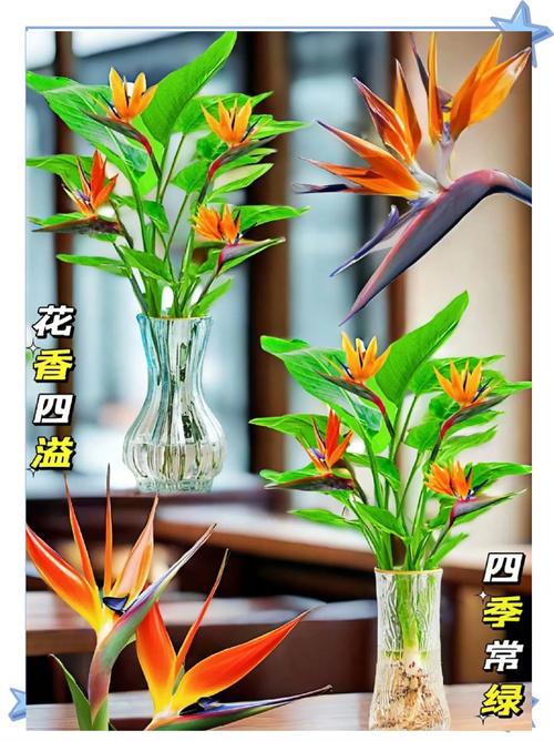 水命适合养什么植物或宠物？