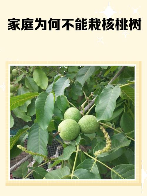家里种植核桃树是否与风水学说有关联？