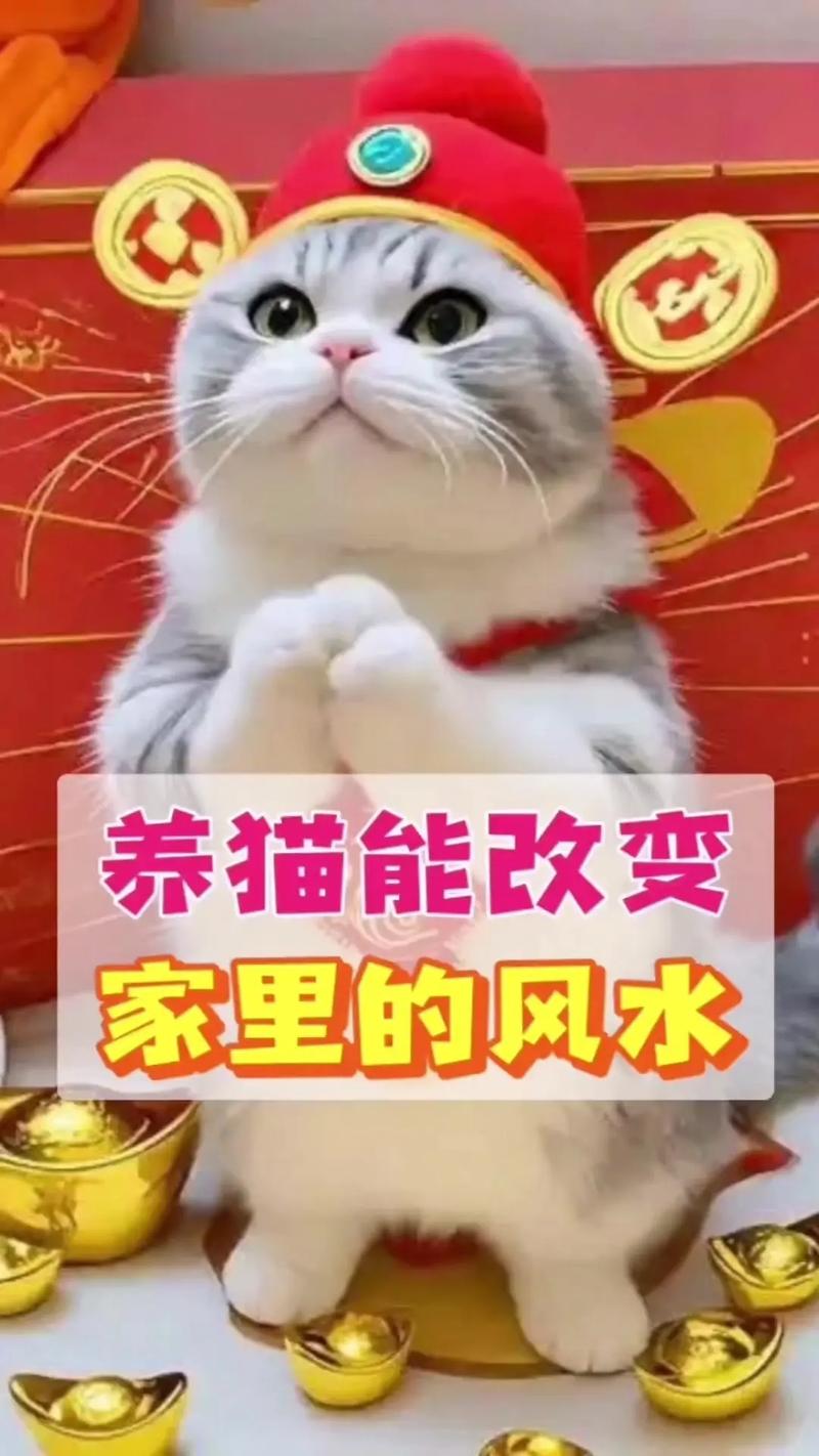 家里养猫是否风水佳，能否带来好运呢？