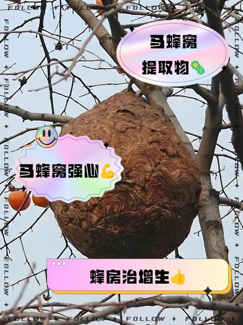 室内养蜂风水适宜吗？