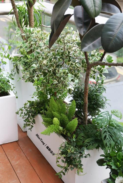 露台摆放盆景风水如何，适合吗？