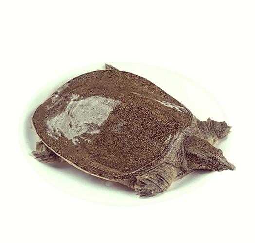 养甲鱼在风水上真的有特殊作用吗？这是否嫩带来好运和吉祥？