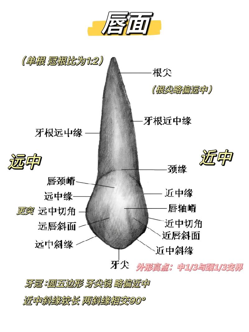 谁的上尖牙尖利，下尖牙锋利，命运会如何？
