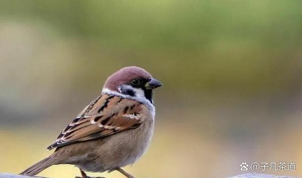 家里养小麻雀风水怎么样，适合吗？