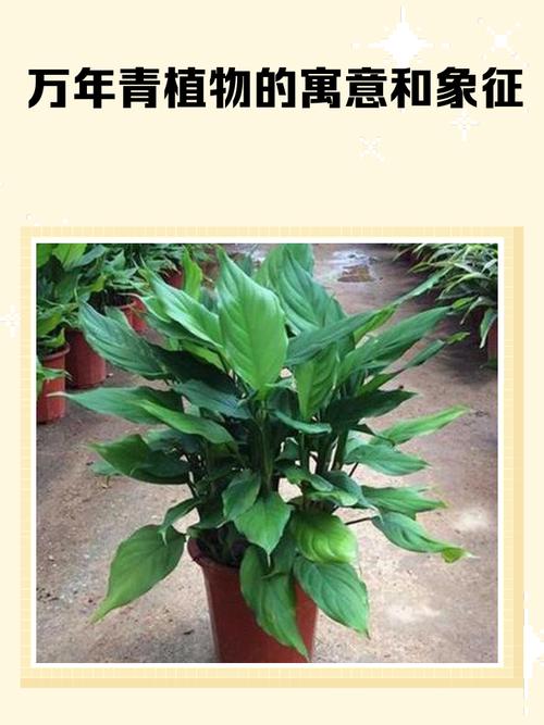 院子里种万年青对风水有影响吗？