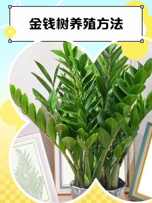 金命水命适合养什么绿植？金钱树养殖方法与技巧使用什么肥料？