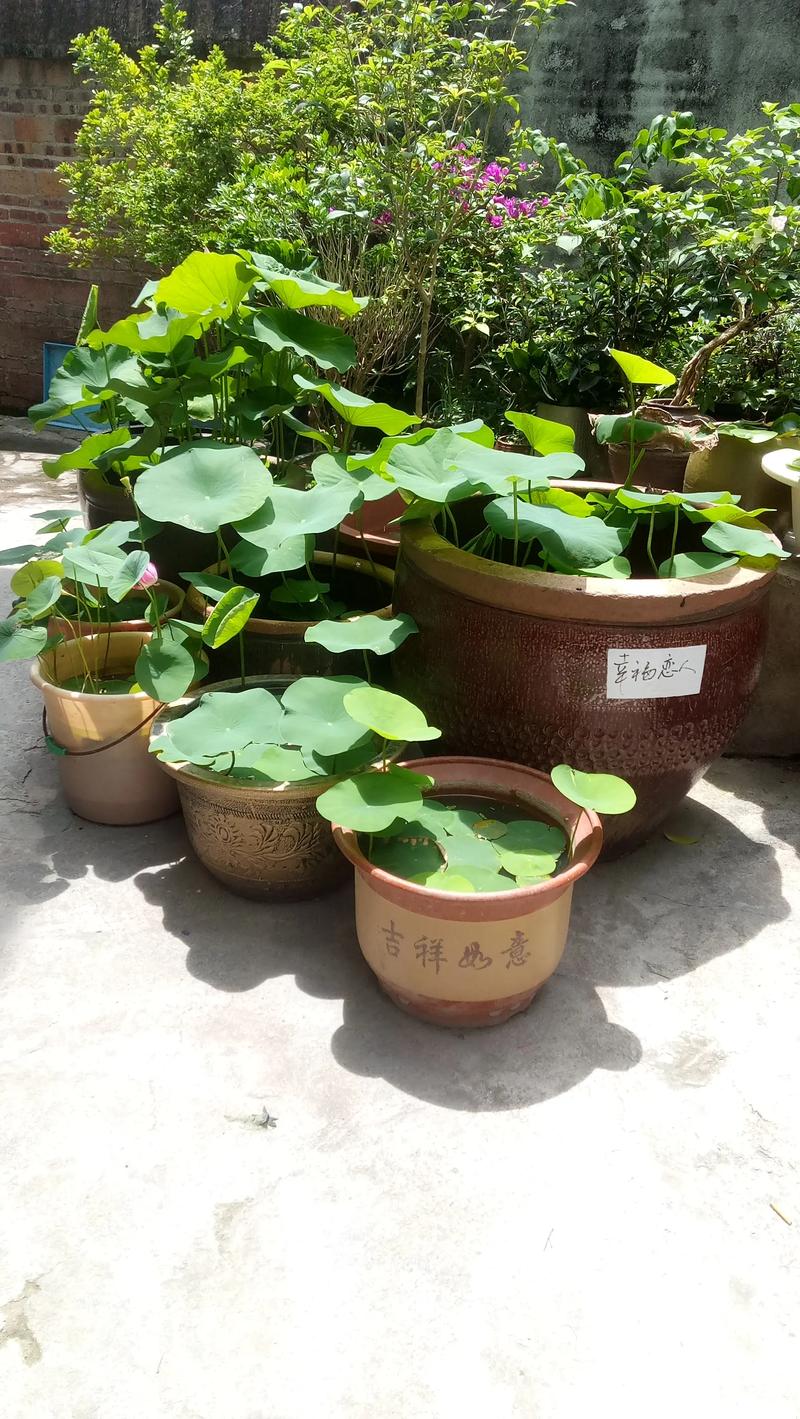 大缸养睡莲会对家居风水产生怎样的影响或作用？