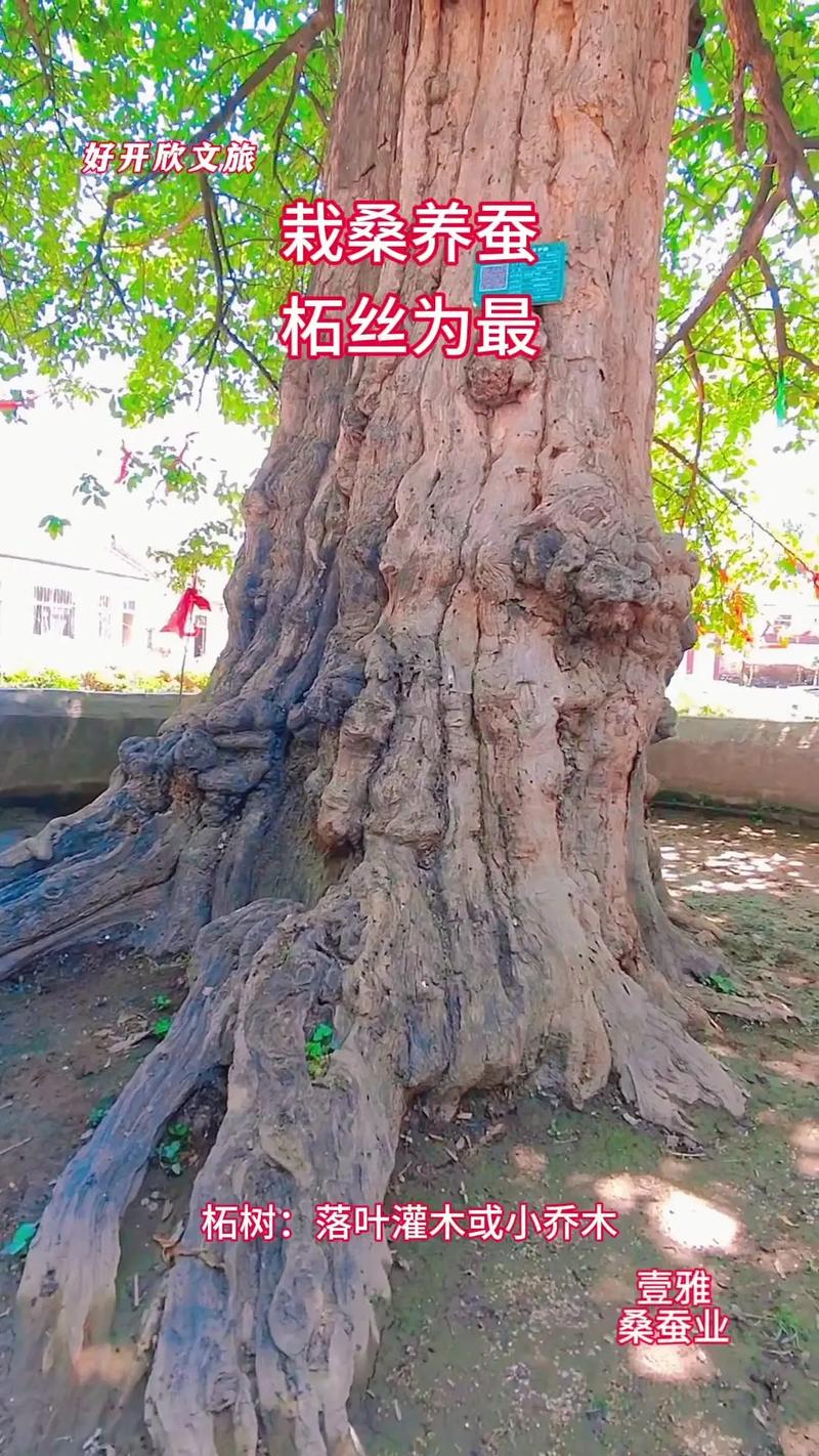 1972年桑柘木命适合开什么类型的店铺？