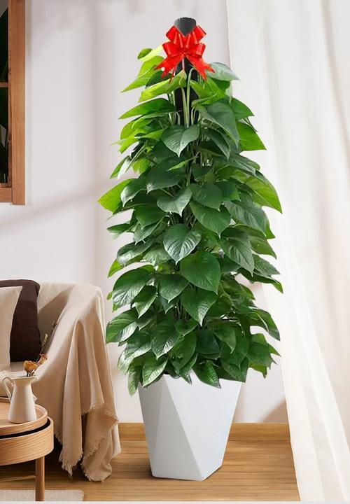 客厅摆放绿萝对风水有影响吗？