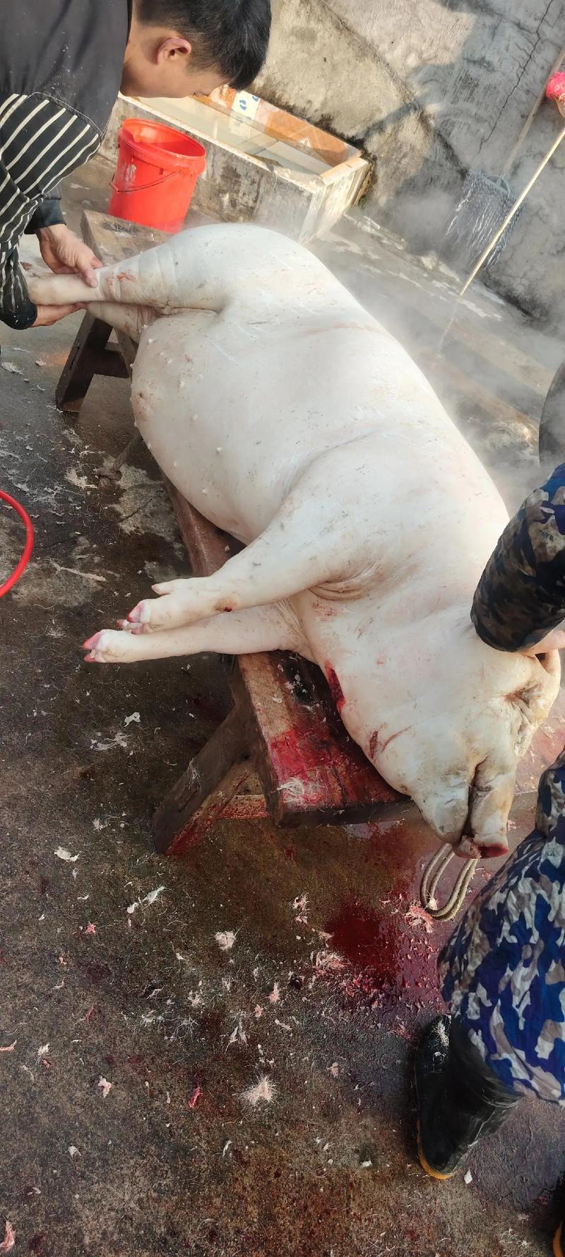 农村杀猪的风水讲究有哪些具体细节？