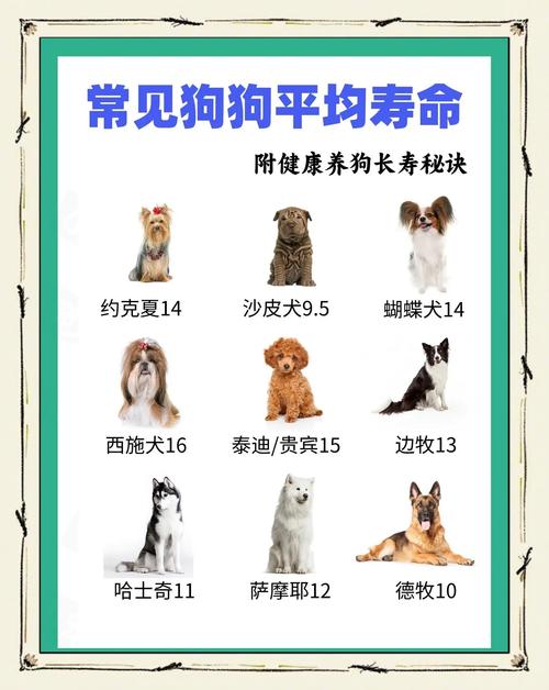 2018年出生的狗是什么命，五行缺什么该如何改命补缺？