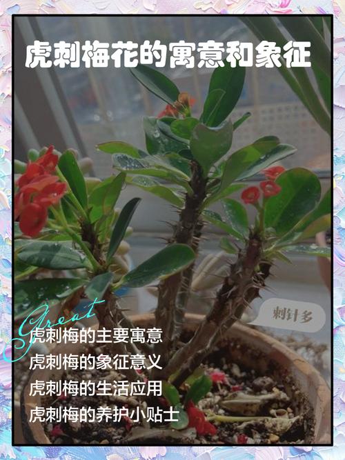 尖刺花卉对家居风水有何具体影响和作用？