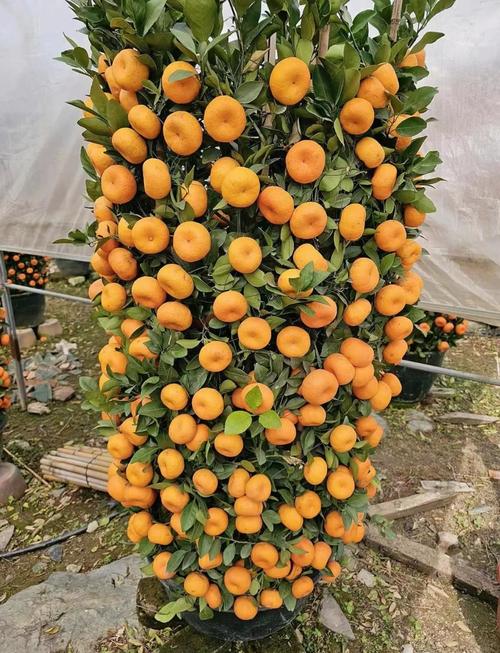家里适合种植桔子吗？这对风水有好处吗？