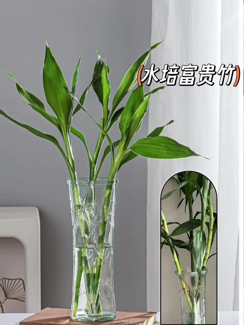 风水花瓶里需要定期擦拭花朵以保持美观吗？