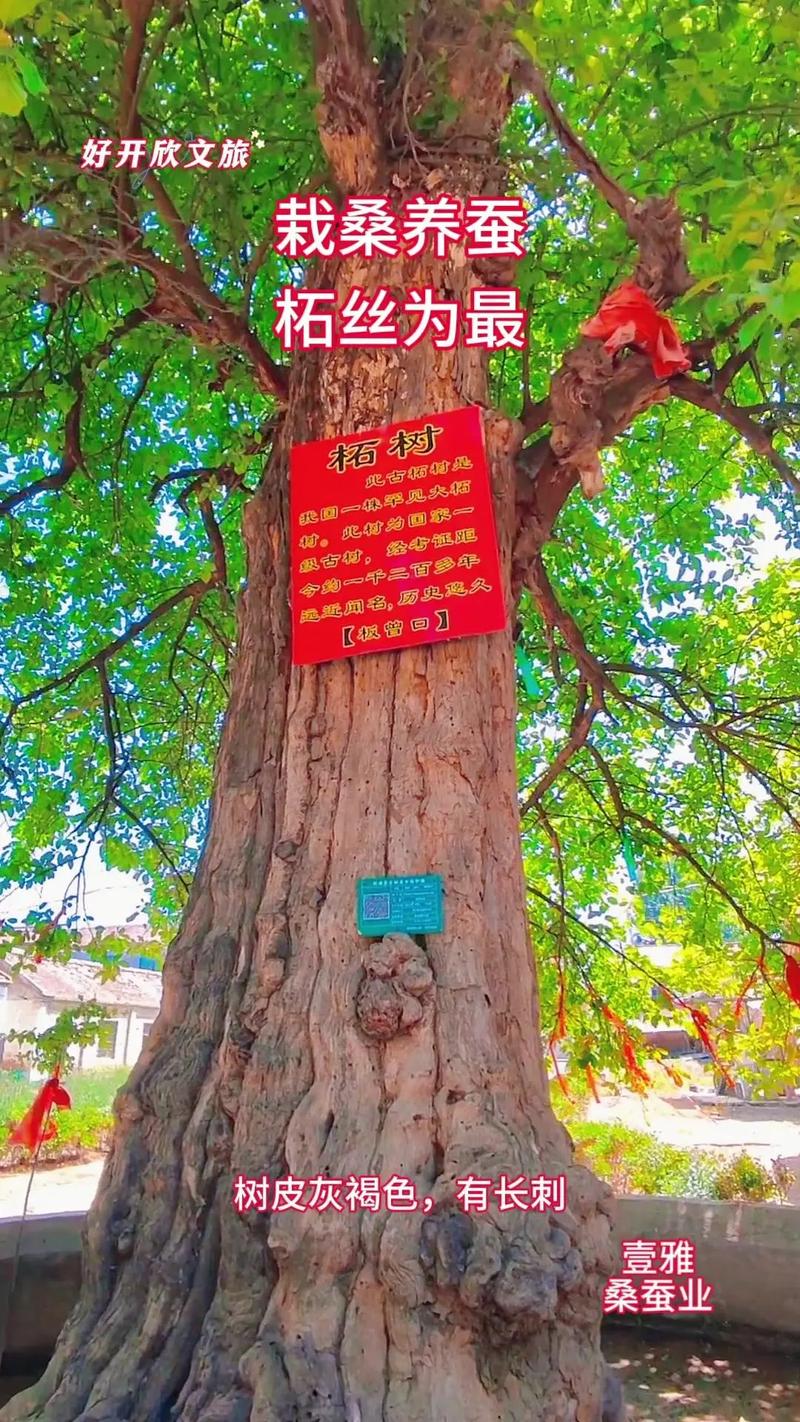 1972年桑柘木命适合开什么类型的店铺？