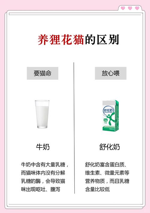 养两只狸花猫真的会对家中的风水产生不良影响吗？