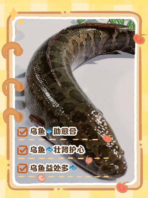 乌鱼适合养殖的地方风水好吗？