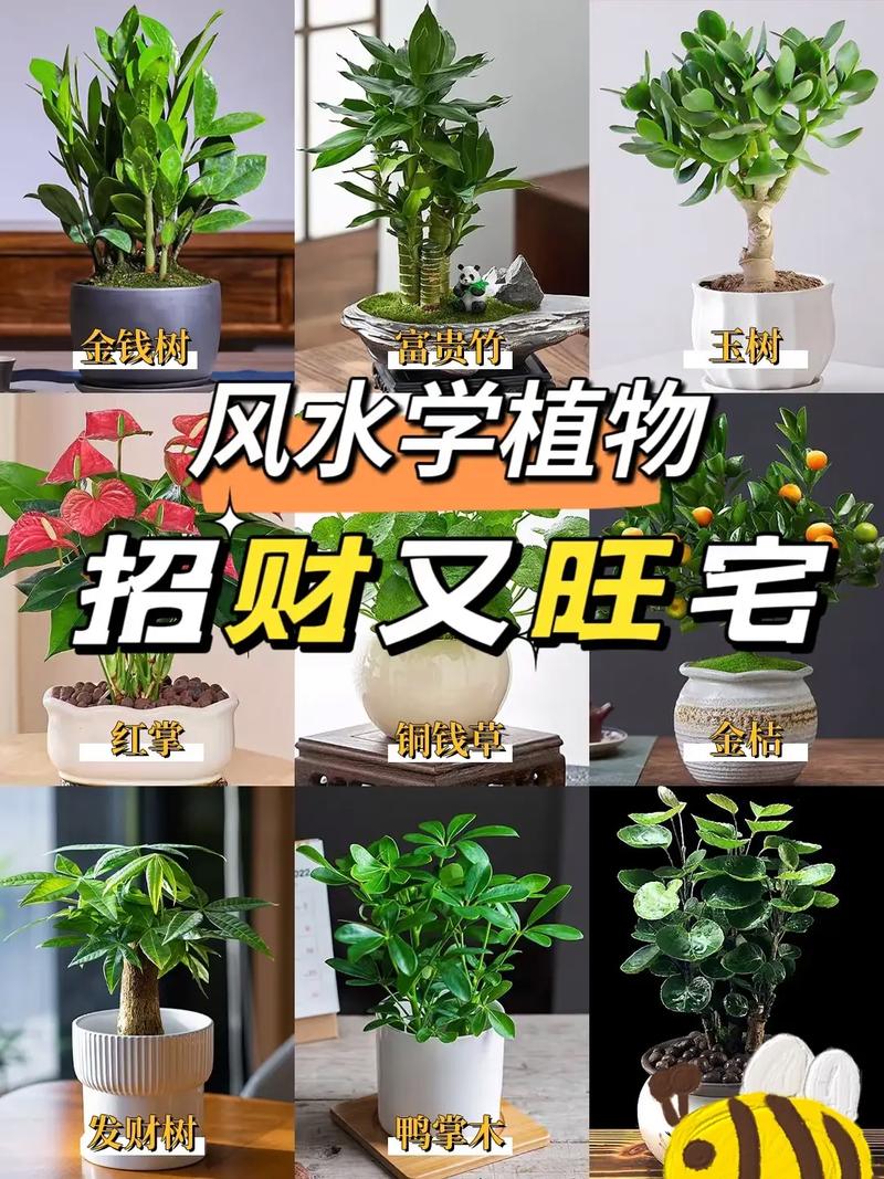 家里摆放过多的花盆会对风水产生哪些不利影响呢？