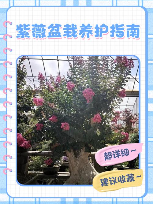 北方地区适合种植紫薇树吗？其风水条件如何？