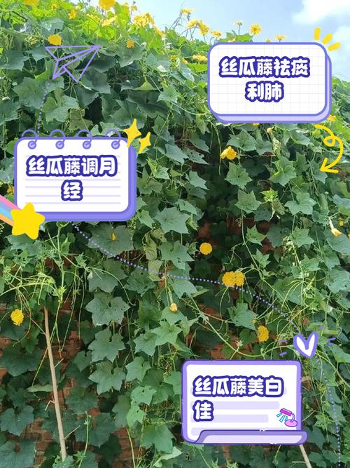 丝瓜架真的具有调节风水的作用吗？这是否真的有效？