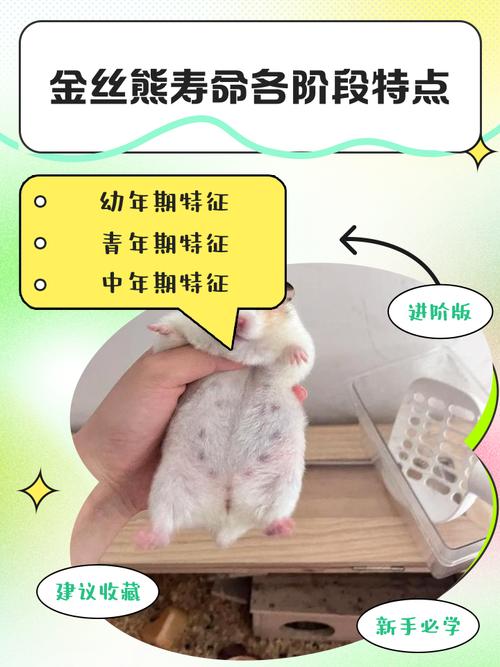 哪种仓鼠品种寿命最长，养仓鼠有哪些潜在危害？