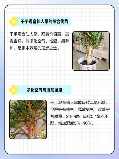 家里适合养仙女掌吗？这对风水有好处吗？