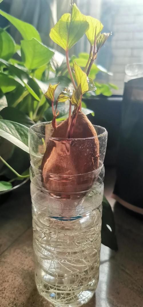 家里种红薯会影响风水吗？