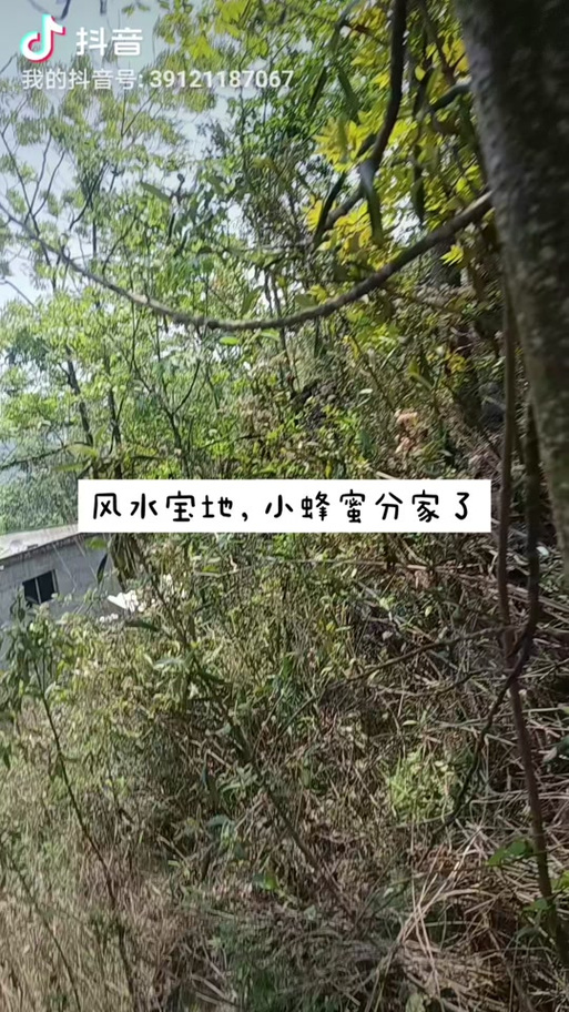 墓地附近有蜜蜂栖息会对风水产生怎样的影响？