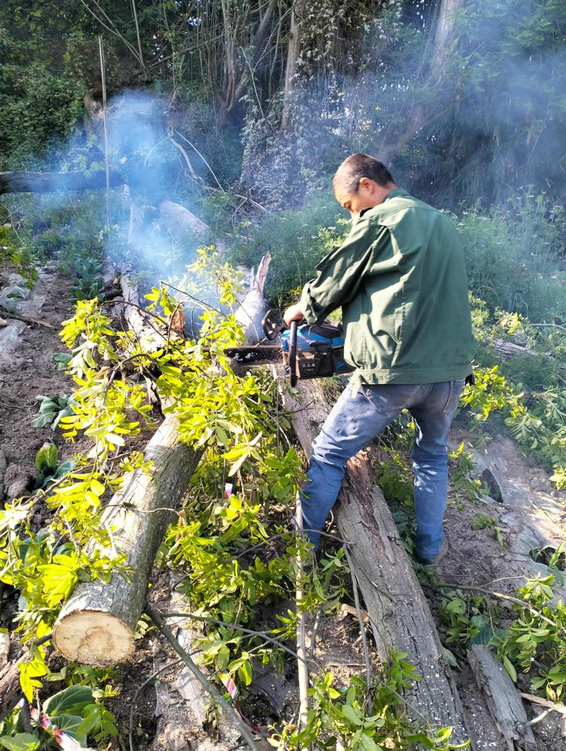 农村砍树时是否真的讲究风水，有什么讲究？