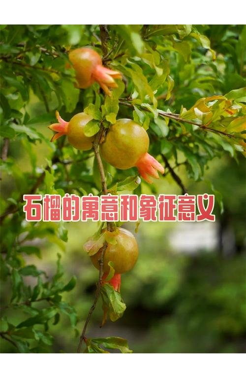 石榴的寓意与风水之间是否存在某种关联？